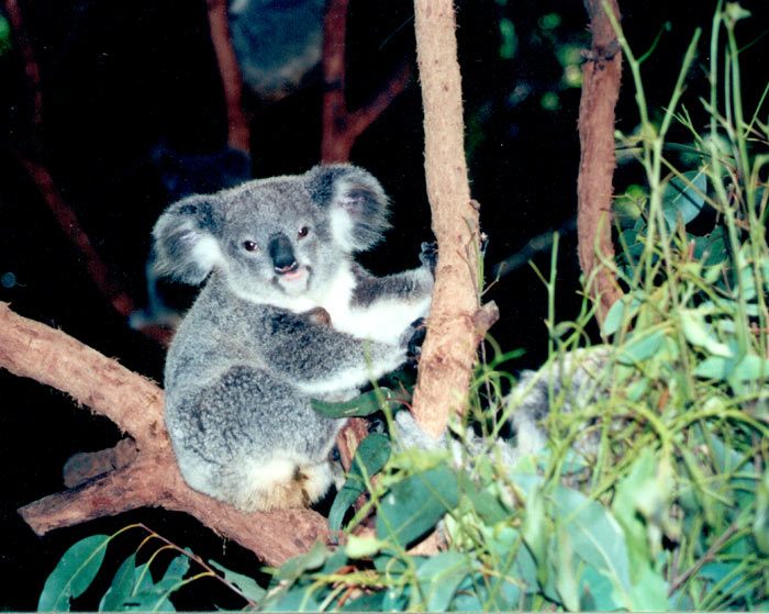 Koala